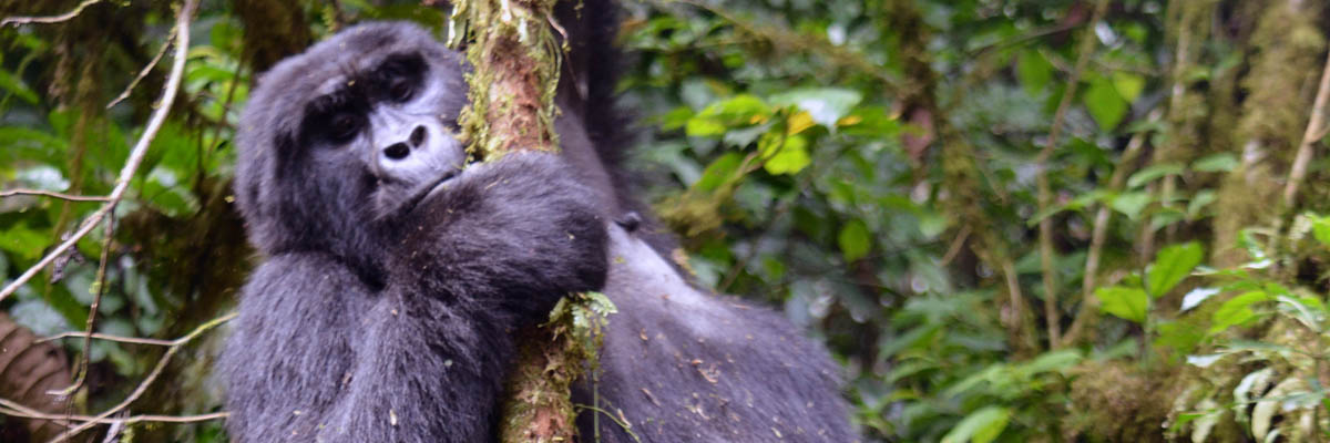 Gorilla