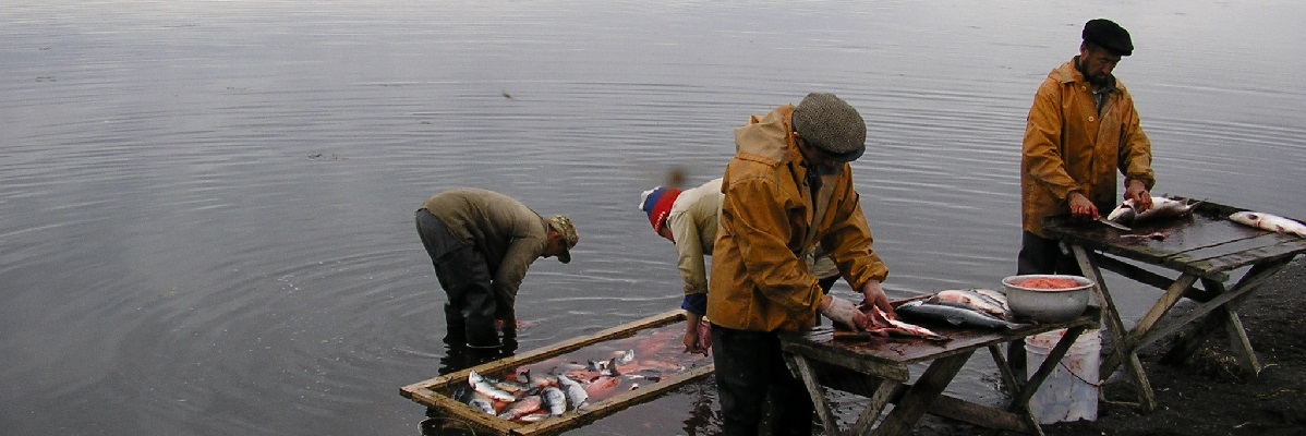 cleaning fish